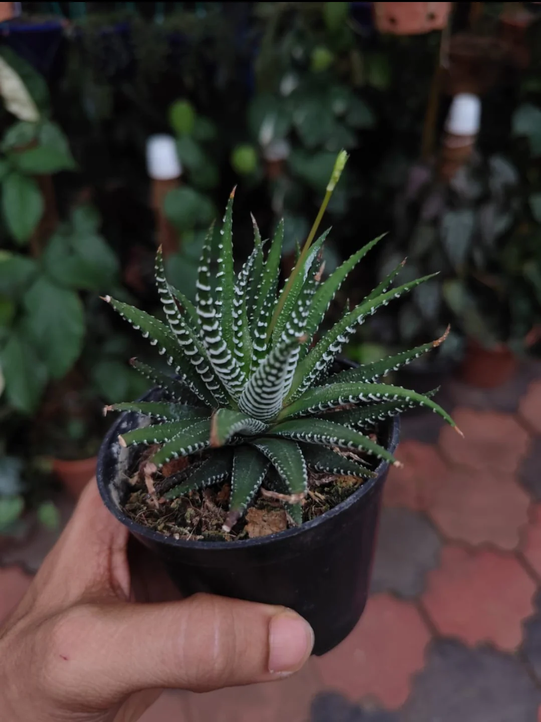 Thumb 3