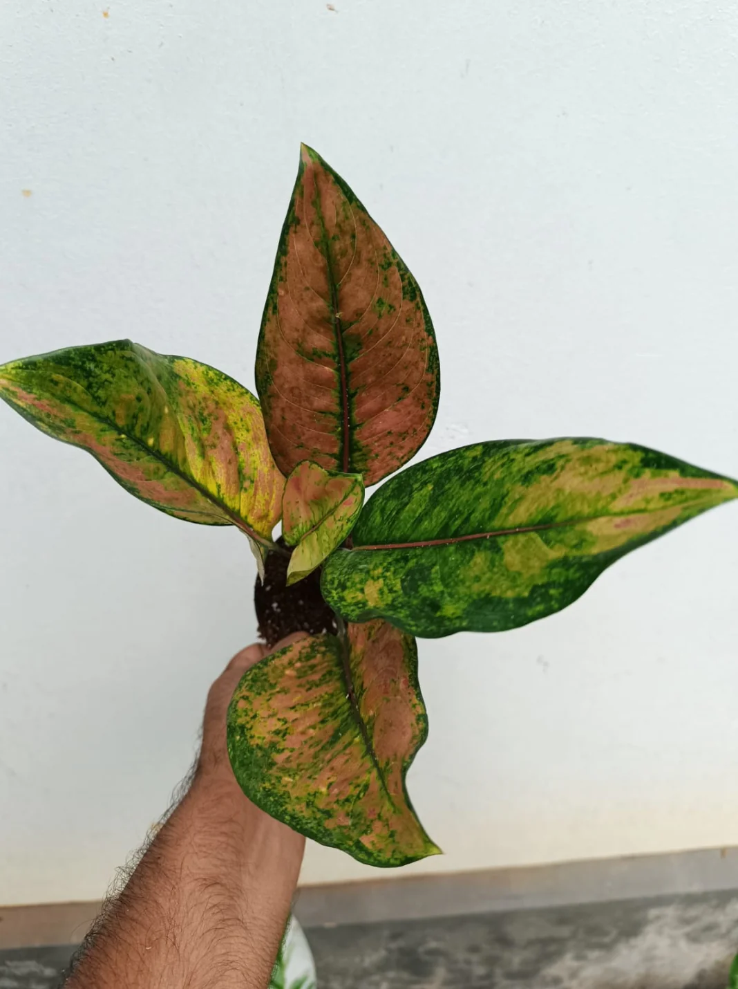Thumb 2