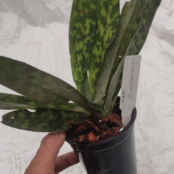 Thumb 2