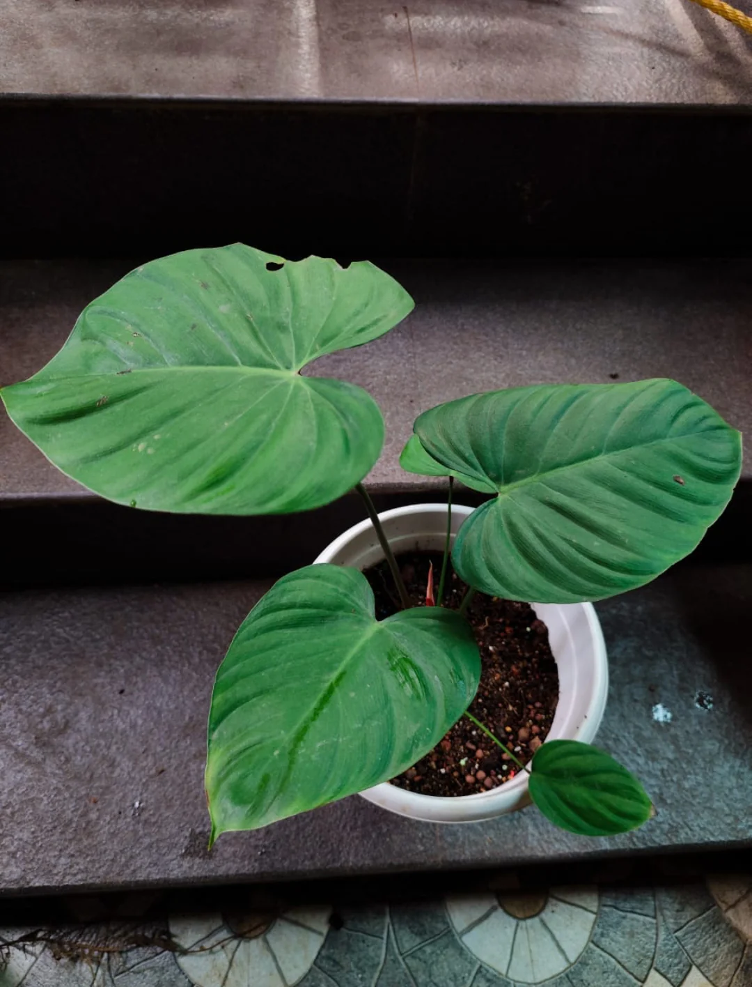 Thumb 4